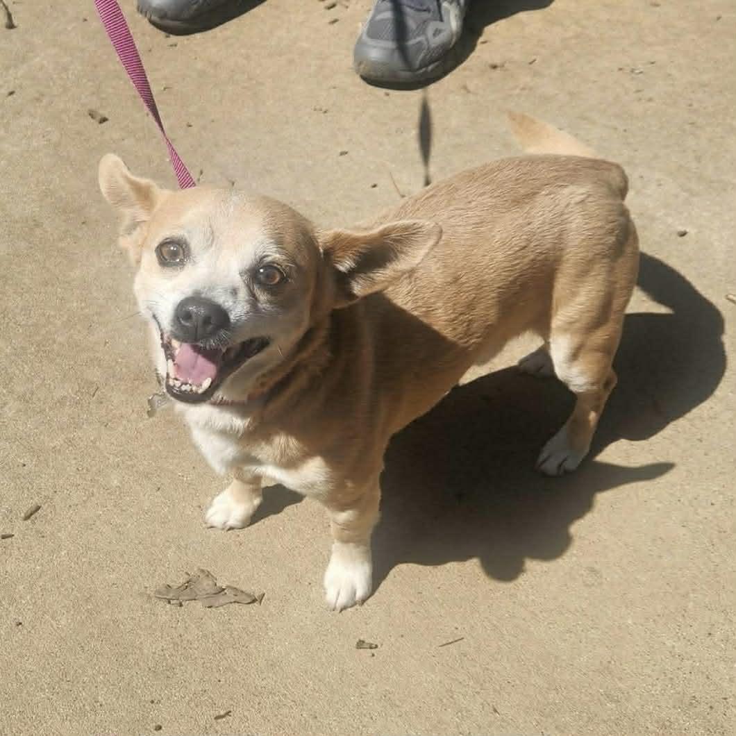 Bear, ADOPTABLE, Adult Male Corgi & Chihuahua.