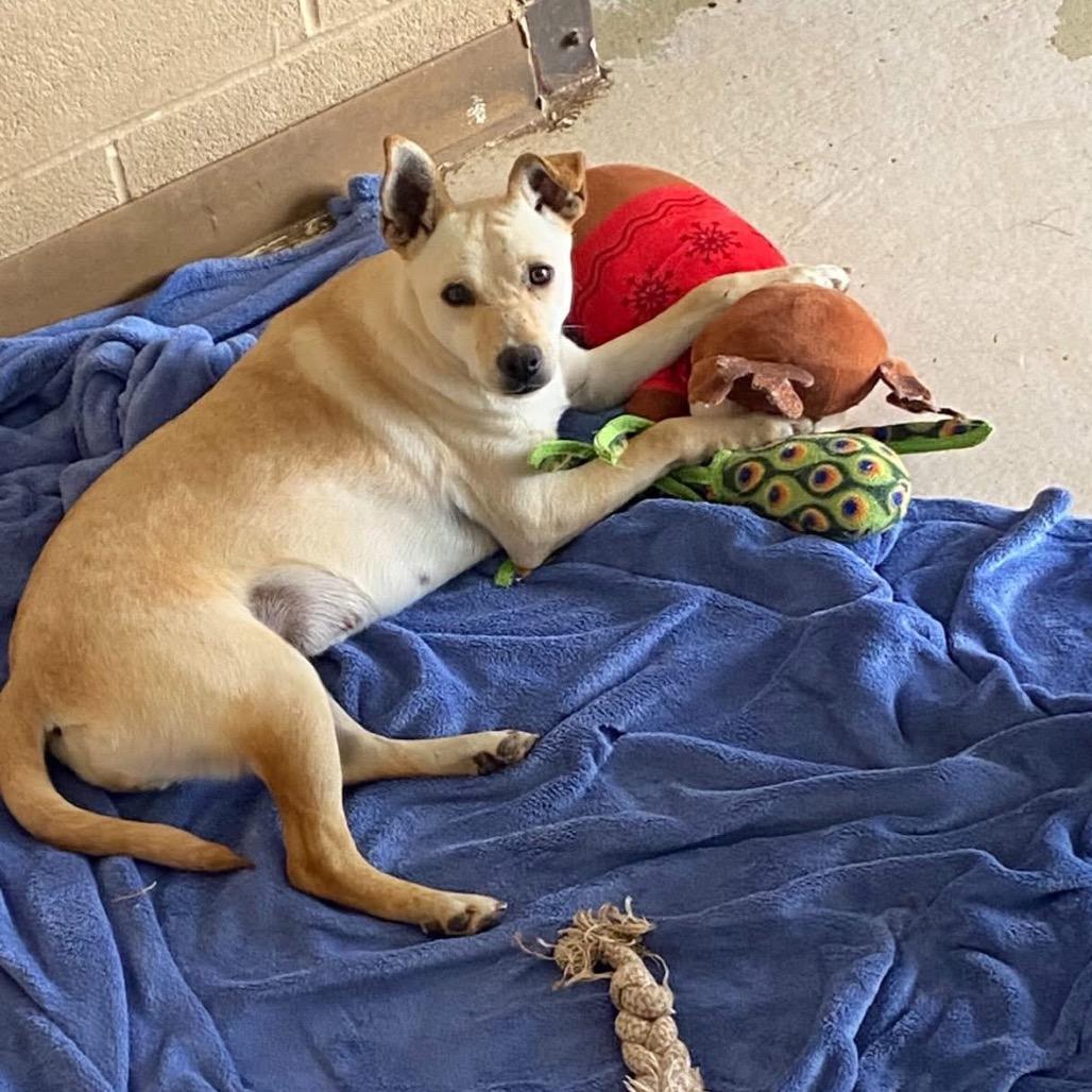 Enlarge Opal, a Adoptable Mixed Breed in Grand Junction, CO image 1/2