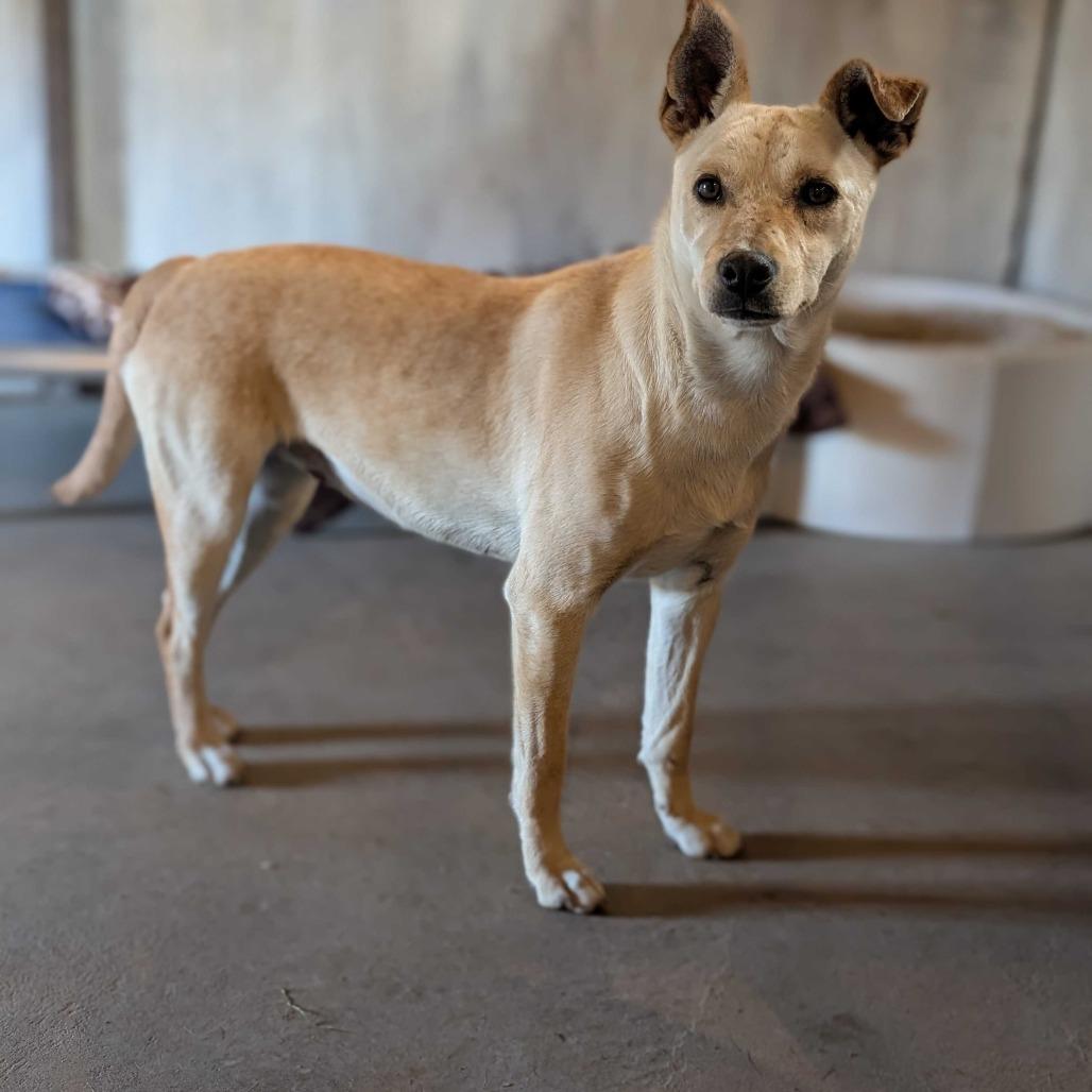 Opal, Adoptable, Young Female Mixed Breed.