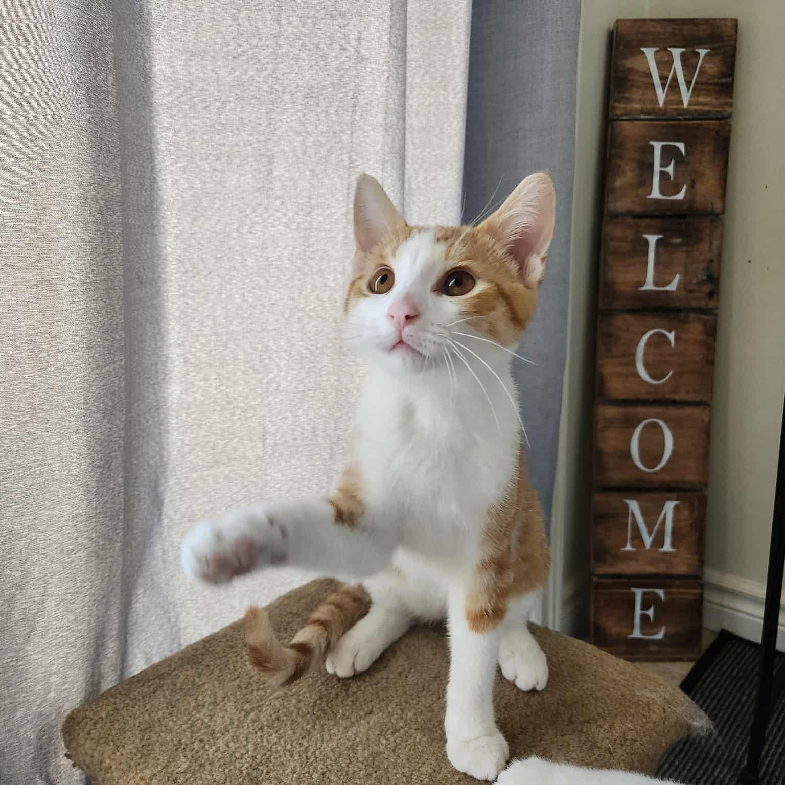 Murphy, a Adoptable mixed breed in Chatham, ON image 2/5