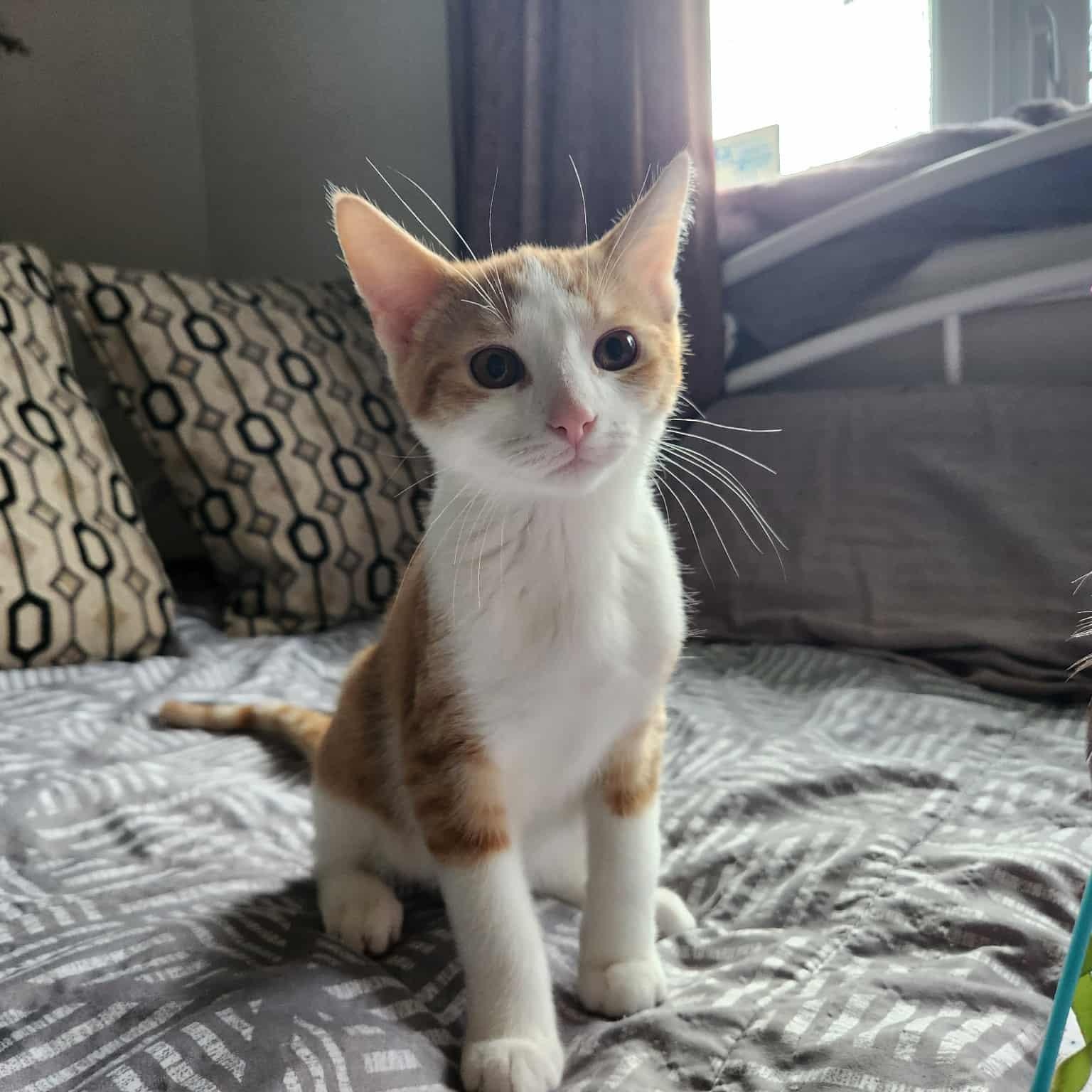 Murphy, a Adoptable mixed breed in Chatham, ON image 4/5