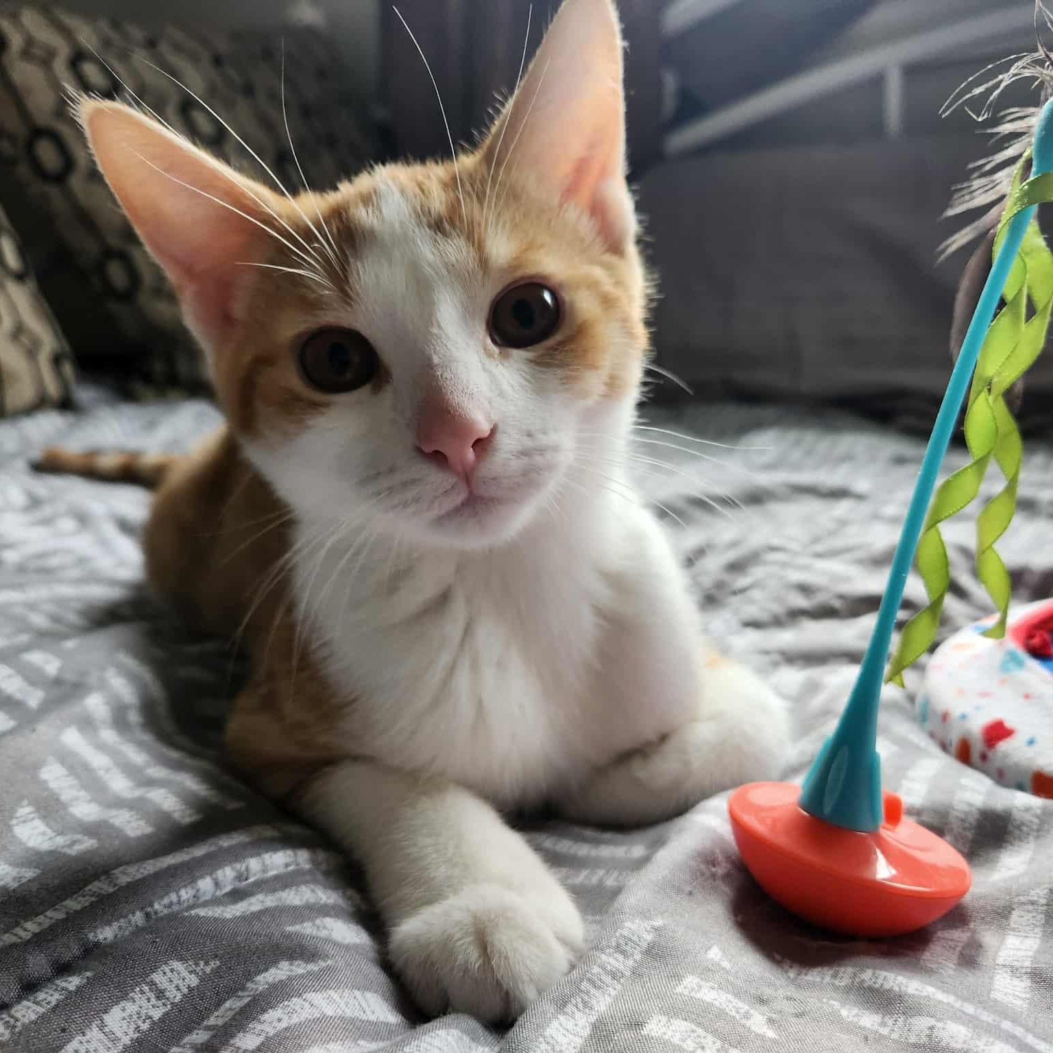 Murphy, Adoptable, Kitten Male Domestic Short Hair.