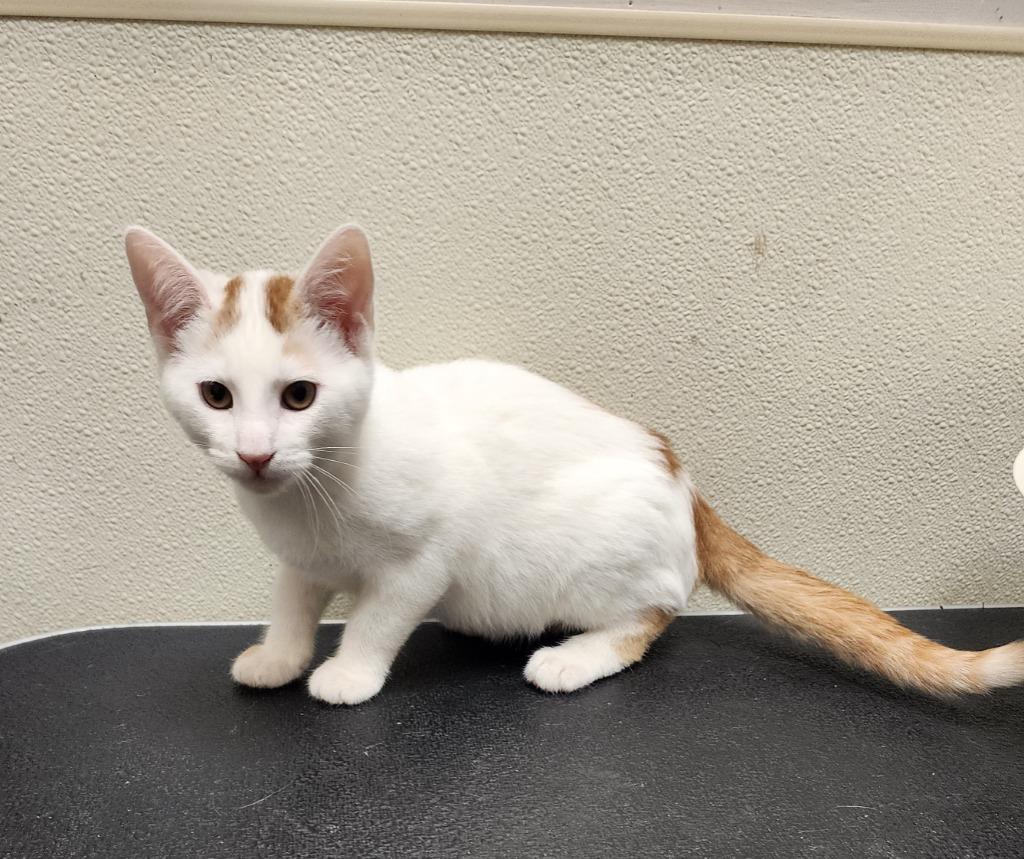 Moe, Adoptable, Kitten Male Domestic Short Hair.