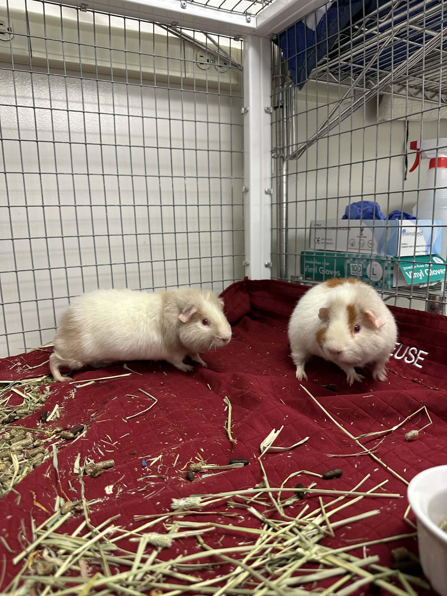 Buzz & Woody, ADOPTABLE, Adult Male Guinea Pig.