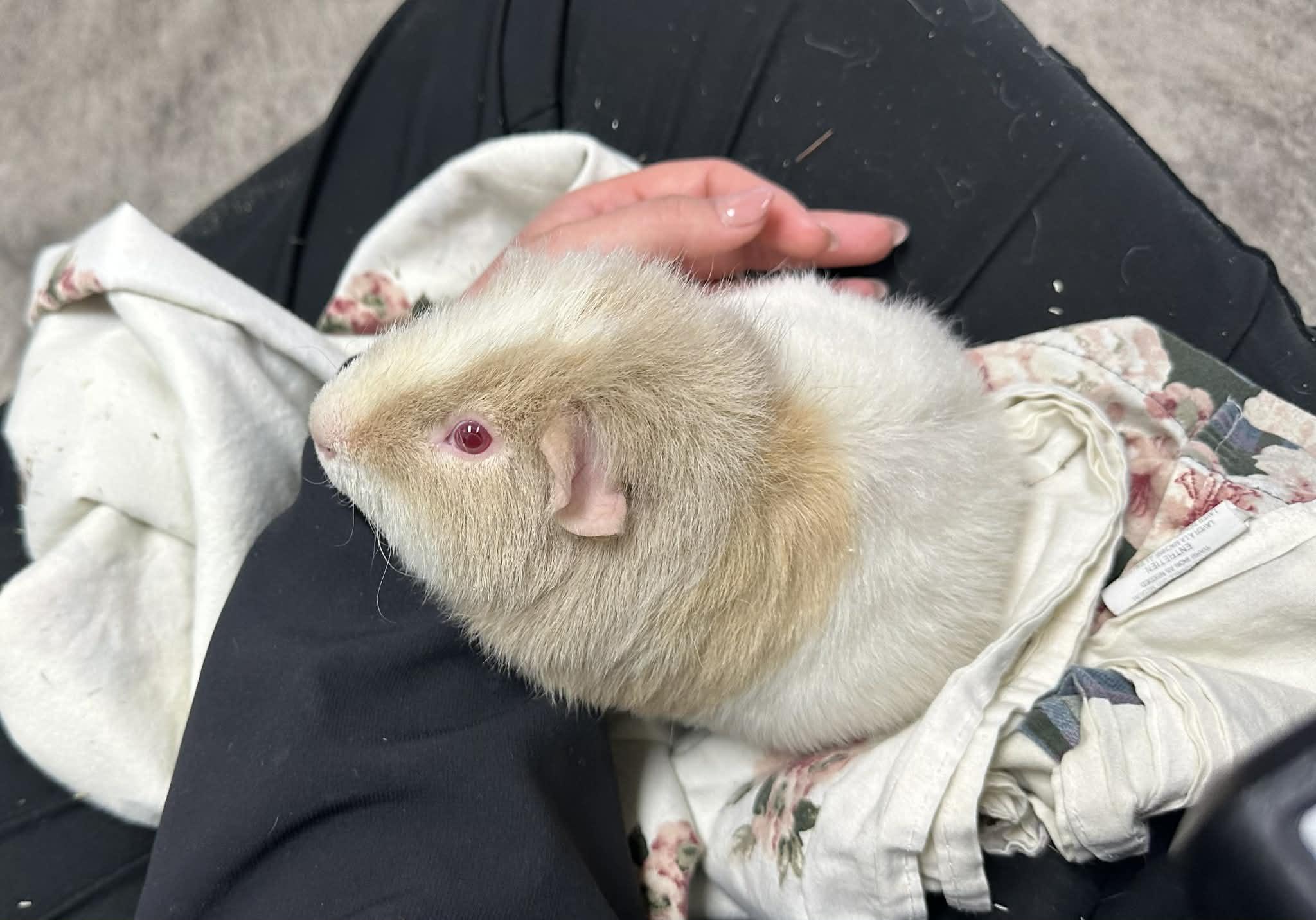 Enlarge Buzz & Woody, a ADOPTABLE Guinea Pig in Iowa City, IA image 2/2