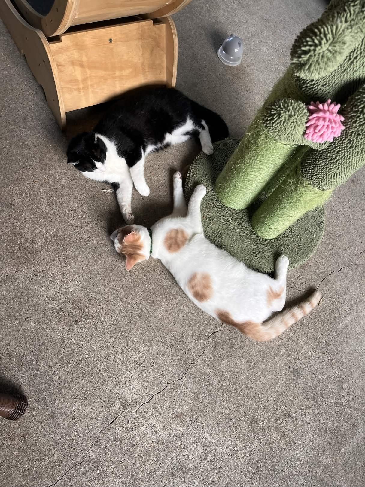 Enlarge Shark Boy, a ADOPTABLE Domestic Medium Hair in San Luis Obispo, CA image 4/4