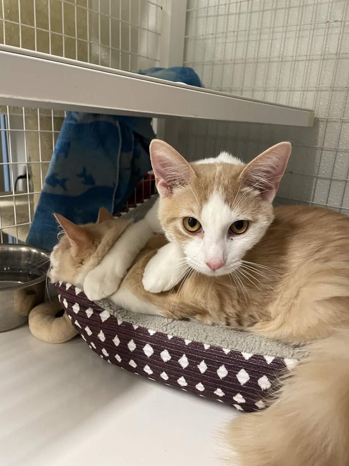 Enlarge Shark Boy, a ADOPTABLE Domestic Medium Hair in San Luis Obispo, CA image 3/4
