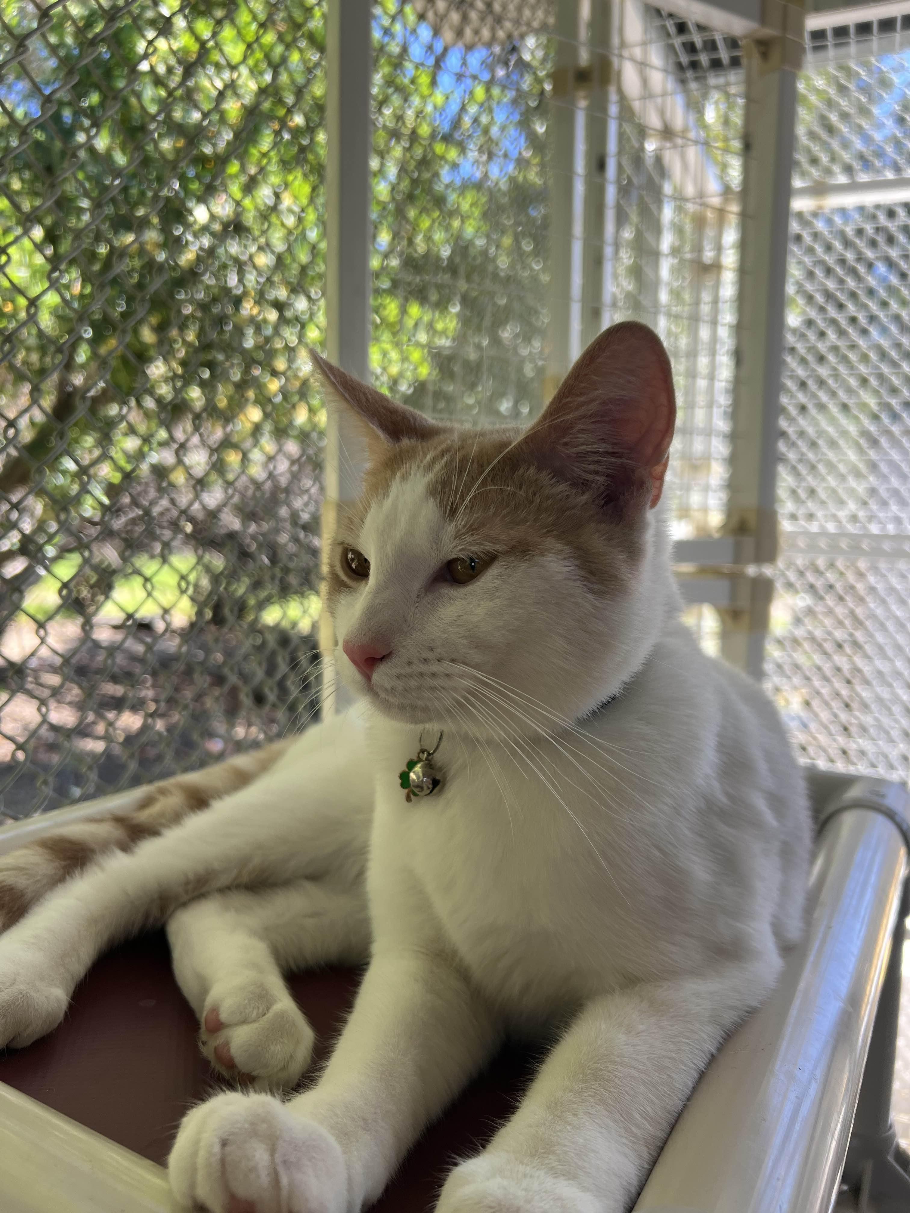 Shark Boy, ADOPTABLE, Kitten Male Domestic Medium Hair.