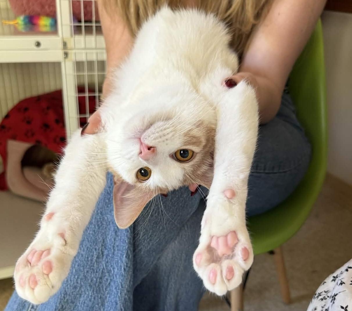 Enlarge Shark Boy, a ADOPTABLE Domestic Medium Hair in San Luis Obispo, CA image 2/4