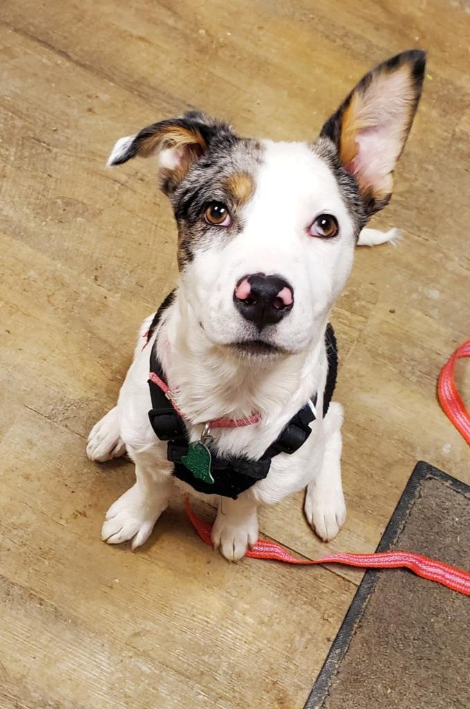 Snowball, Adoptable, Puppy Female Australian Shepherd.