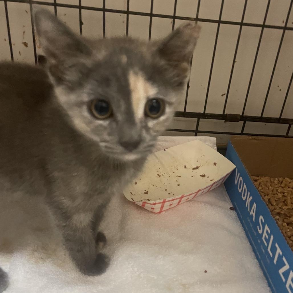 Ari, a Adoptable Domestic Short Hair in Branson, MO image 2/5