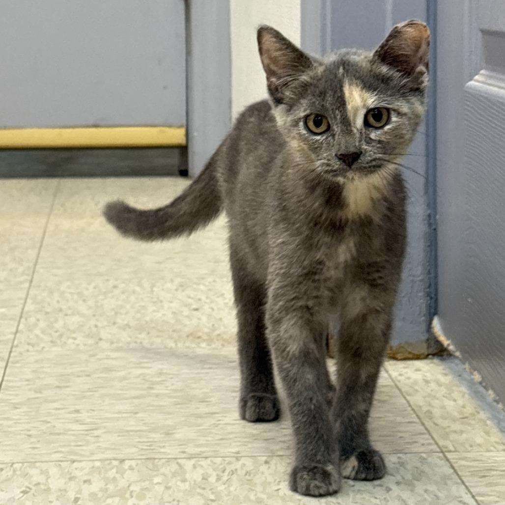 Ari, a Adoptable Domestic Short Hair in Branson, MO image 4/5