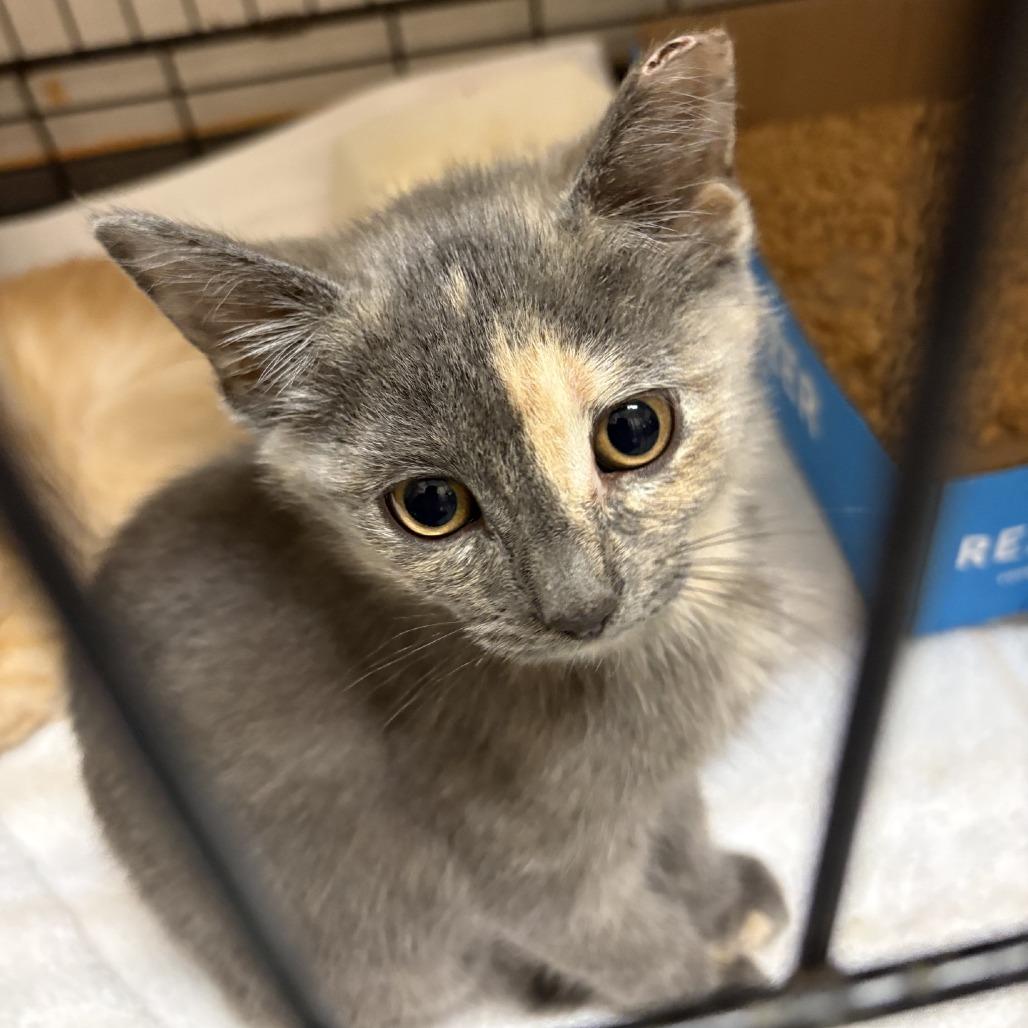 Ari, a Adoptable Domestic Short Hair in Branson, MO image 5/5