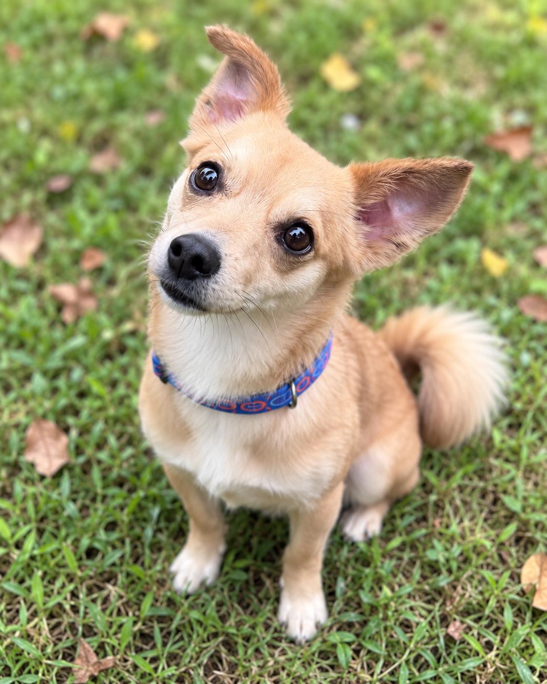 Enlarge Teddy, a Adoptable mixed breed in Columbia, MD image 2/2