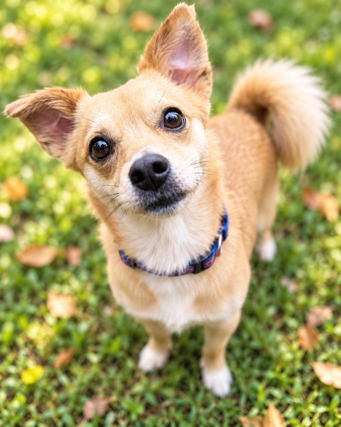 Enlarge Teddy, a Adoptable mixed breed in Columbia, MD image 1/2