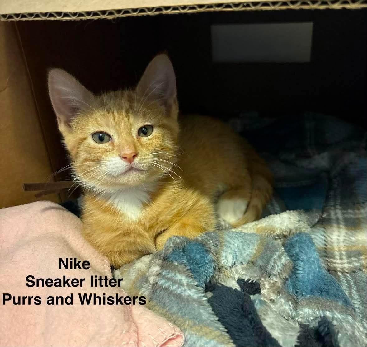 Enlarge Nike, a Adoptable Domestic Short Hair in New Hartford, NY image 1/1