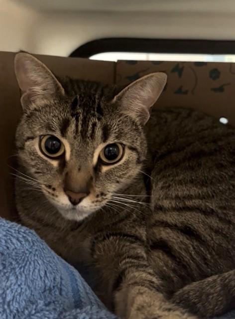 ENID, Adoptable, Adult Female Domestic Short Hair.