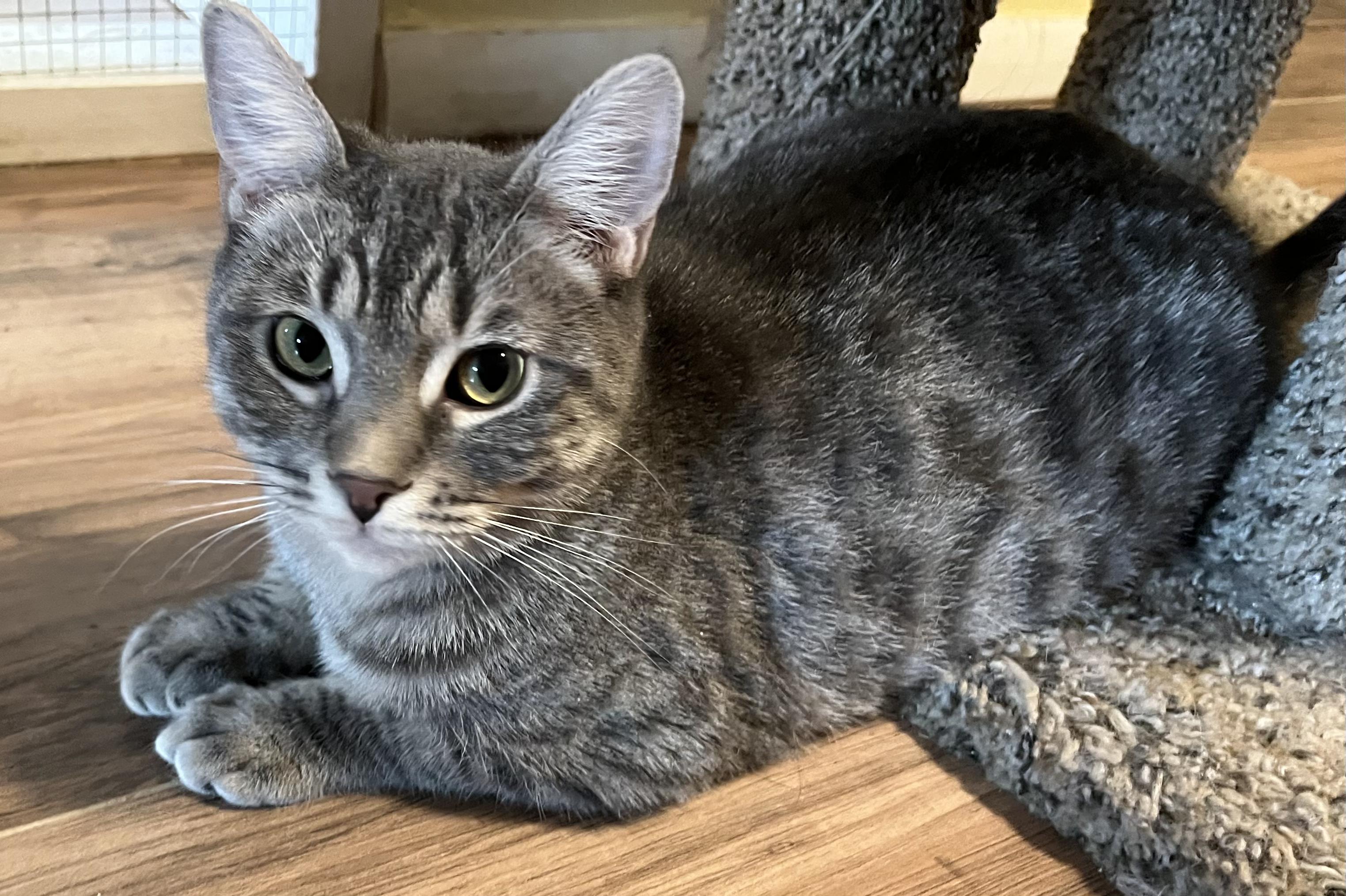 Enlarge Speck, an adopted Tabby in Prescott, AZ image 3/4