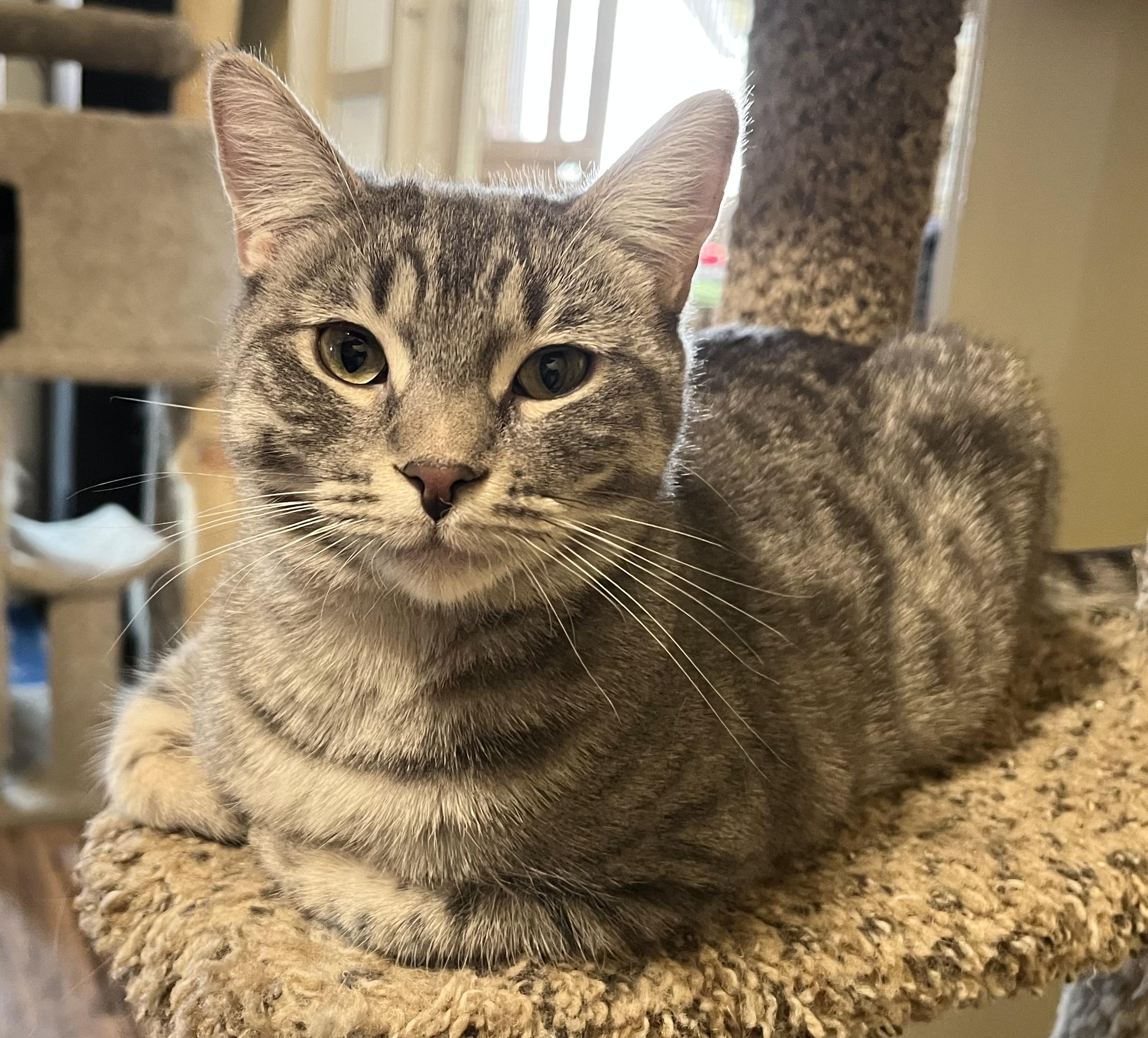 Enlarge Speck, an adopted Tabby in Prescott, AZ image 1/4