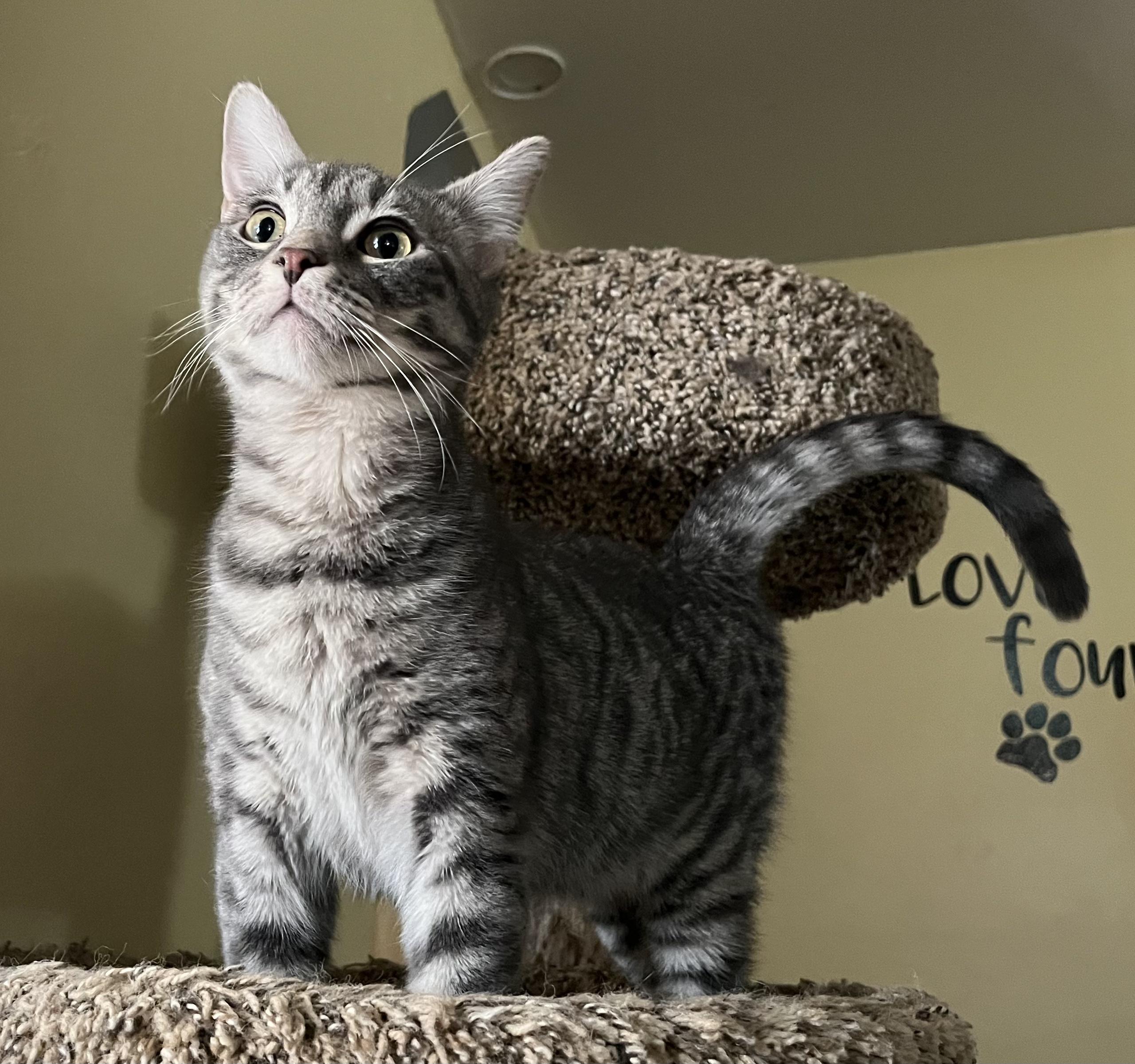 Enlarge Speck, an adopted Tabby in Prescott, AZ image 2/4