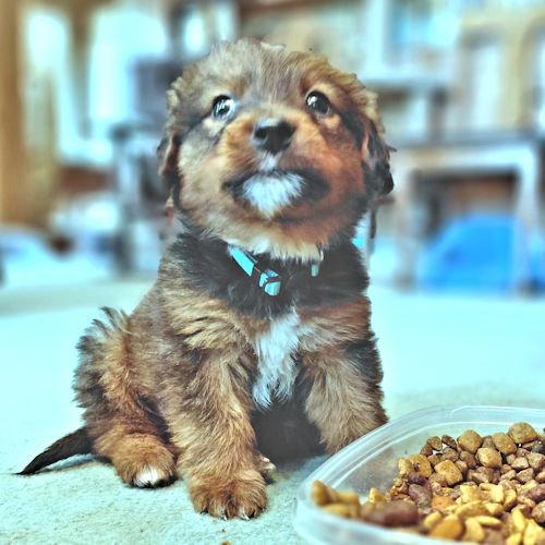 Enlarge Teddy, a Adopted mixed breed in Rutherfordton, NC image 1/3