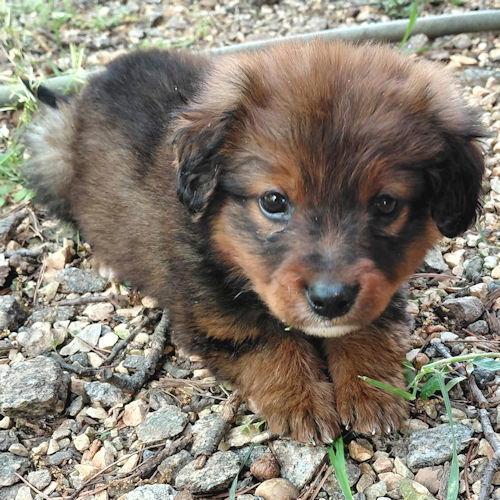 Enlarge Teddy, a Adopted mixed breed in Rutherfordton, NC image 2/3