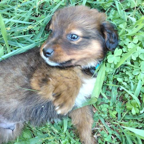 Enlarge Teddy, a Adopted mixed breed in Rutherfordton, NC image 3/3