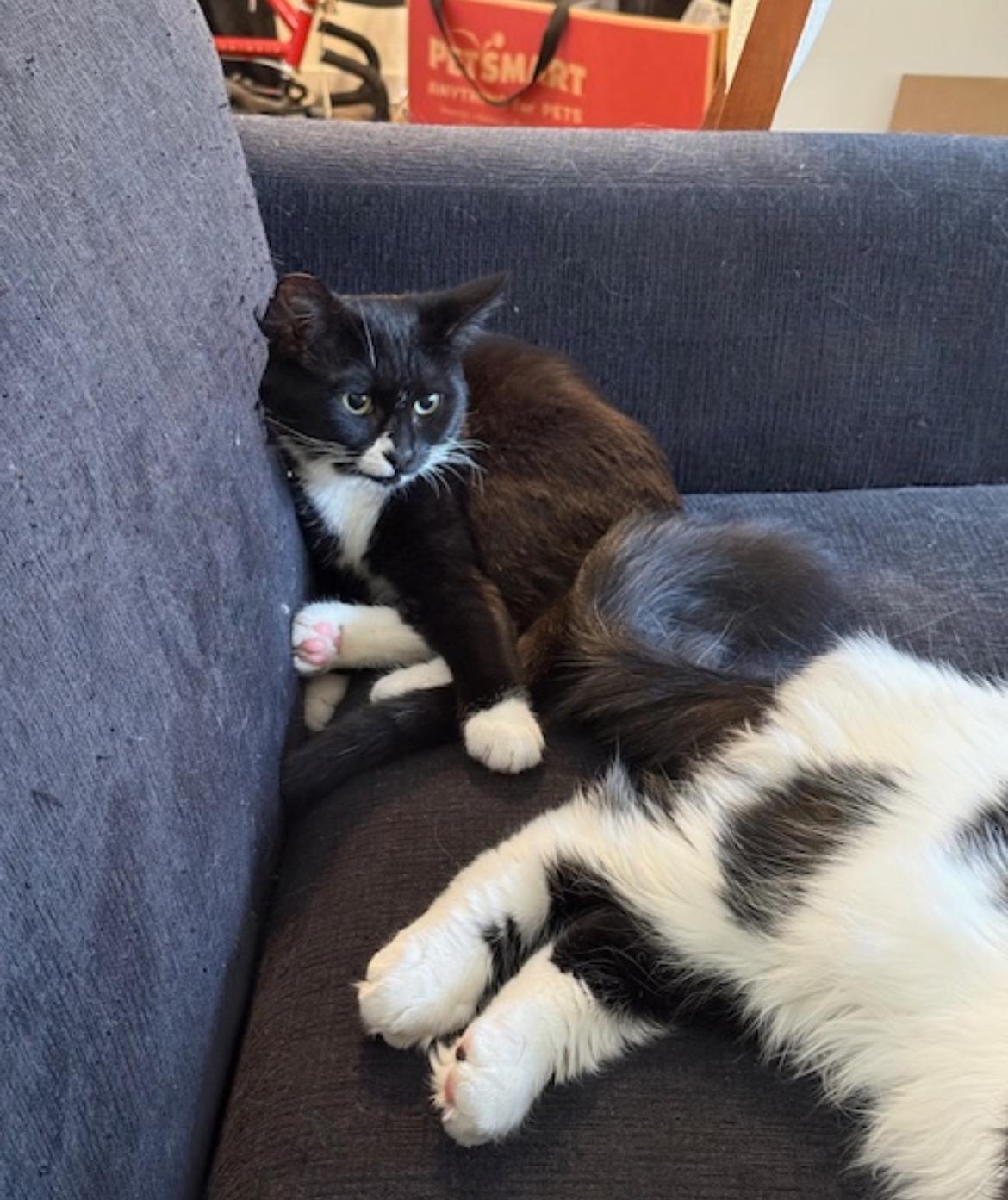 Enlarge Twitch - New bio, a Adoptable Tuxedo in Vancouver, BC image 2/4