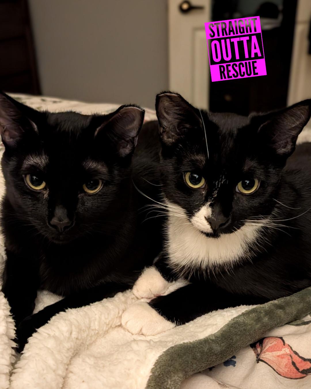 Enlarge Twitch - New bio and pics, an adopted Tuxedo in Vancouver, BC image 1/6