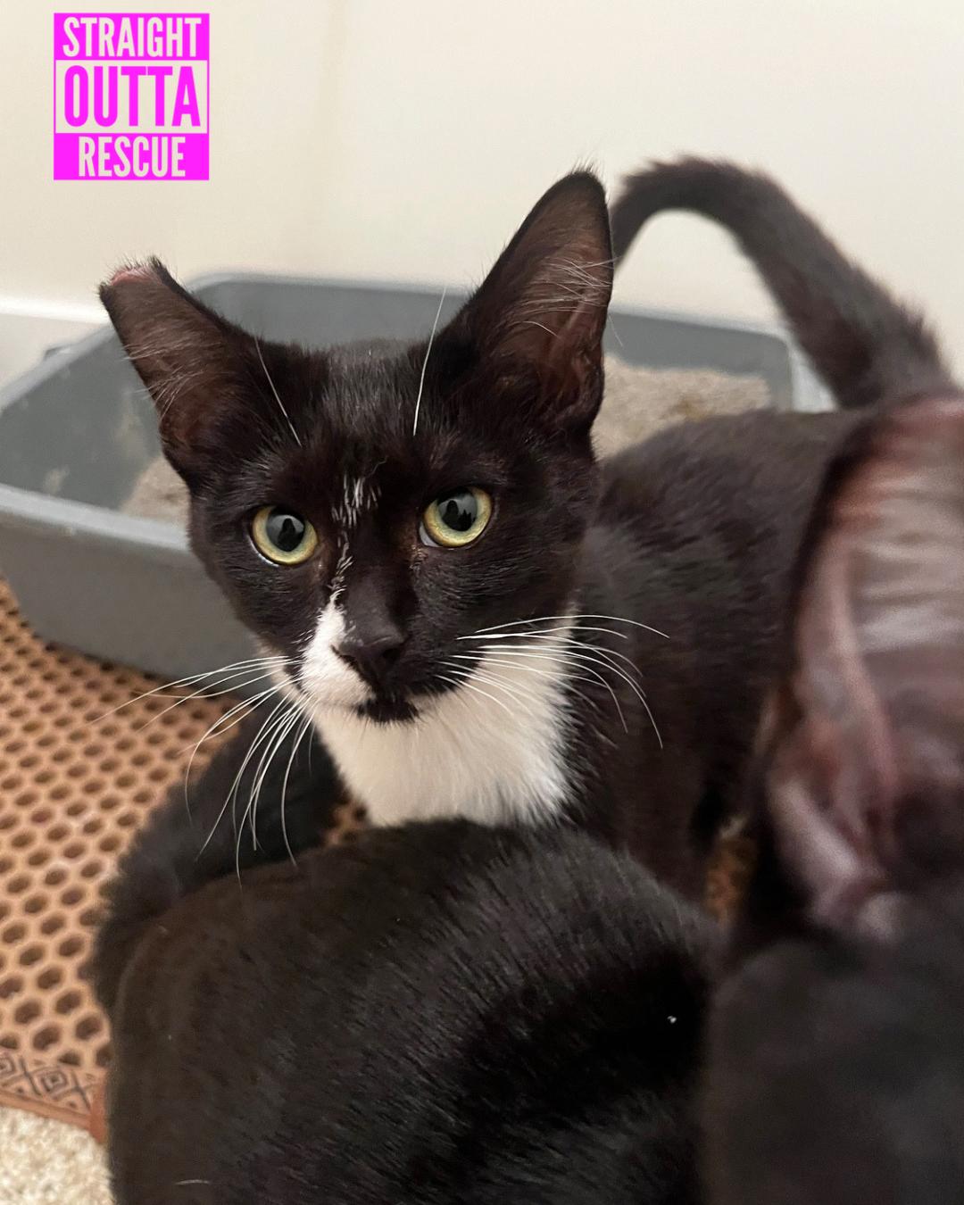 Enlarge Twitch - New bio, a Adoptable Tuxedo in Vancouver, BC image 4/4