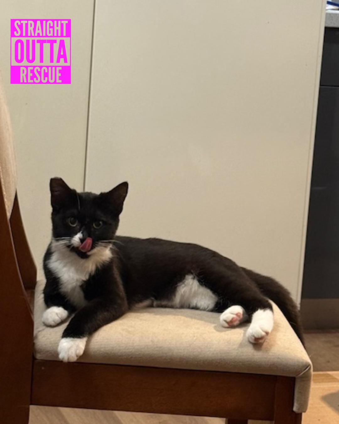 Enlarge Twitch - New bio, a Adoptable Tuxedo in Vancouver, BC image 1/4