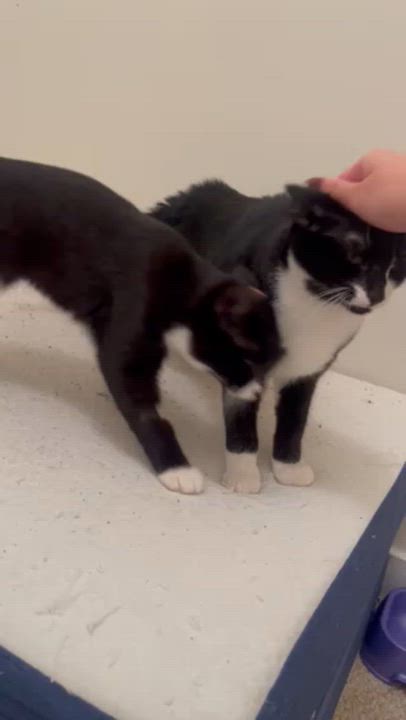 Enlarge Twitch - New bio, a Adoptable Tuxedo in Vancouver, BC video 3/4