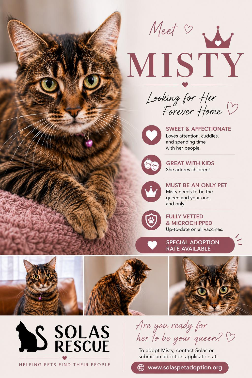 Misty, a Adoptable Domestic Long Hair in Council Bluffs, IA image 2/2