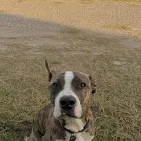 Dom, Adoptable, Young Male Mountain Cur.