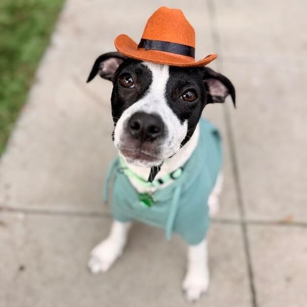 Kai Adorable — thumbnail 2