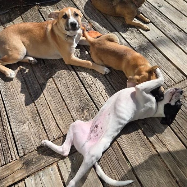 Kai Adorable — thumbnail 4