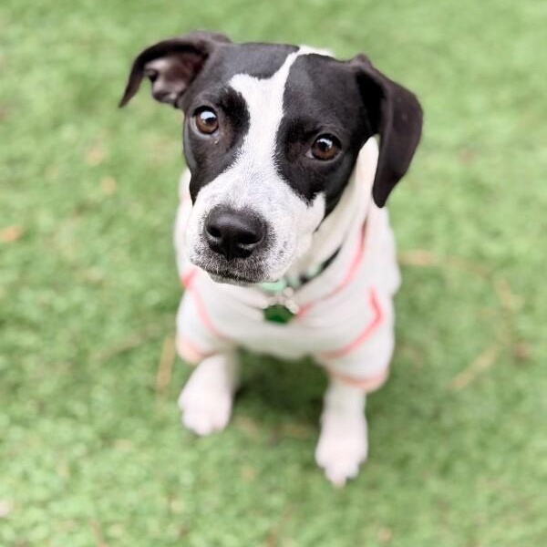 Kai Adorable — thumbnail 5