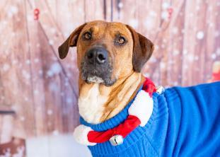 Enlarge Blanche, a Adoptable Mixed Breed in Carrollton, TX image 1/3