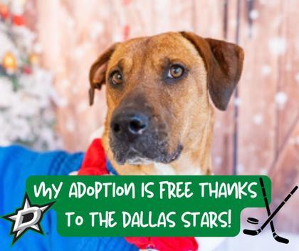 Enlarge Blanche, a Adoptable Mixed Breed in Carrollton, TX image 2/3