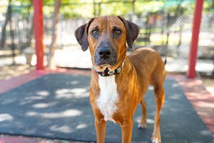 Enlarge Blanche, a Adoptable Mixed Breed in Carrollton, TX image 3/3