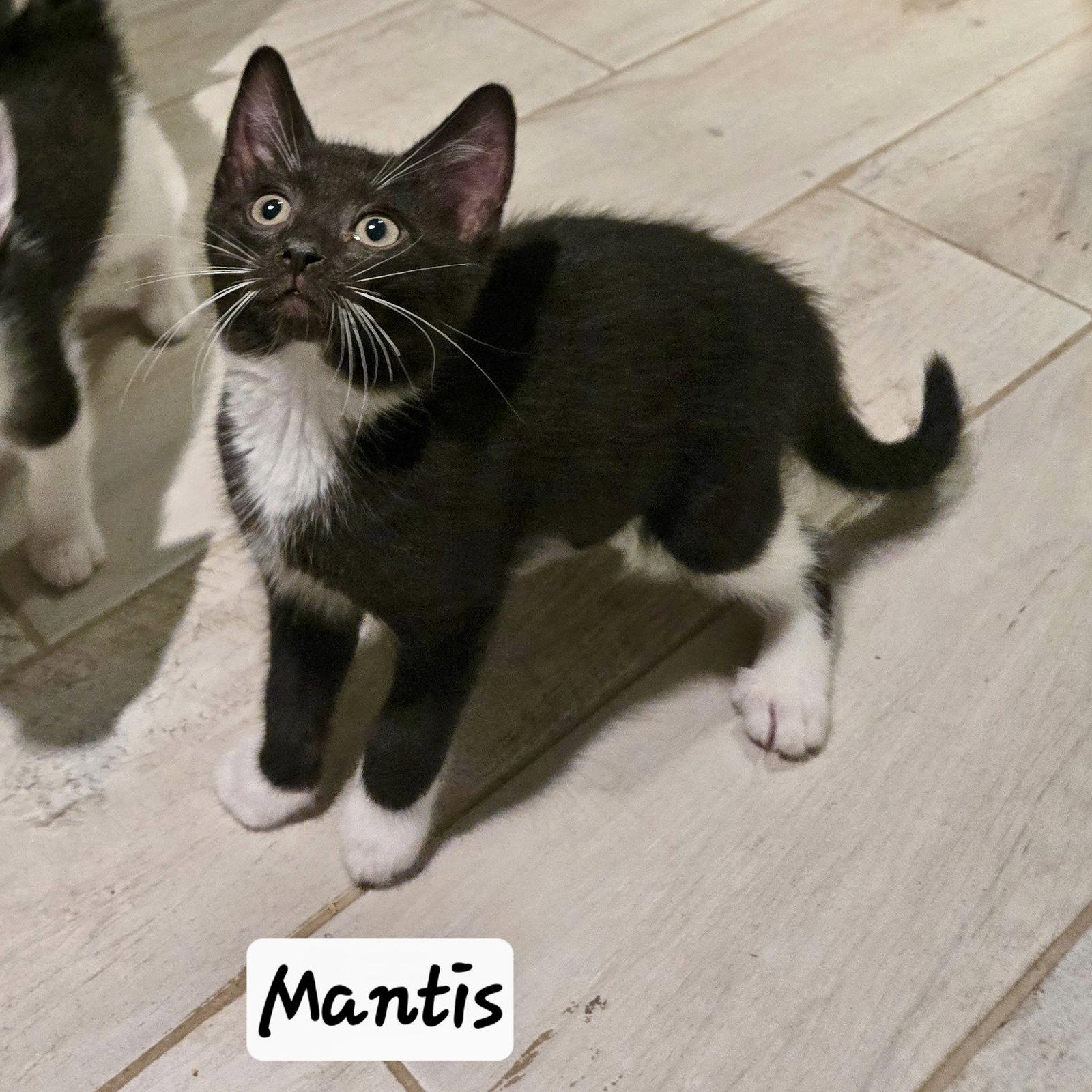 Enlarge Mantis, a Adoptable Domestic Short Hair in Flushing, NY image 1/2