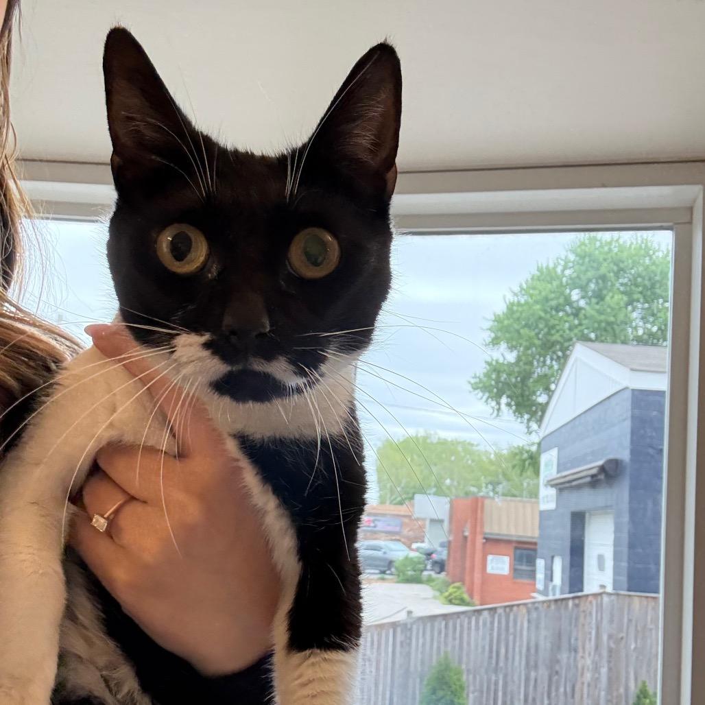 Berry, Adoptable, Young Female Domestic Short Hair.