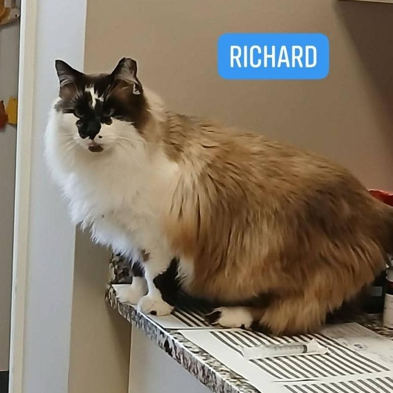 Richard, Adoptable, Adult Male Domestic Long Hair.