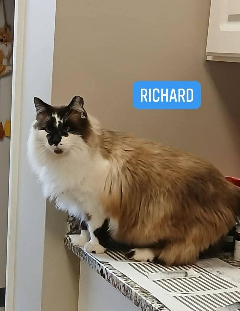 Enlarge Richard, a Adoptable Domestic Long Hair in Clinton Township, MI image 1/6