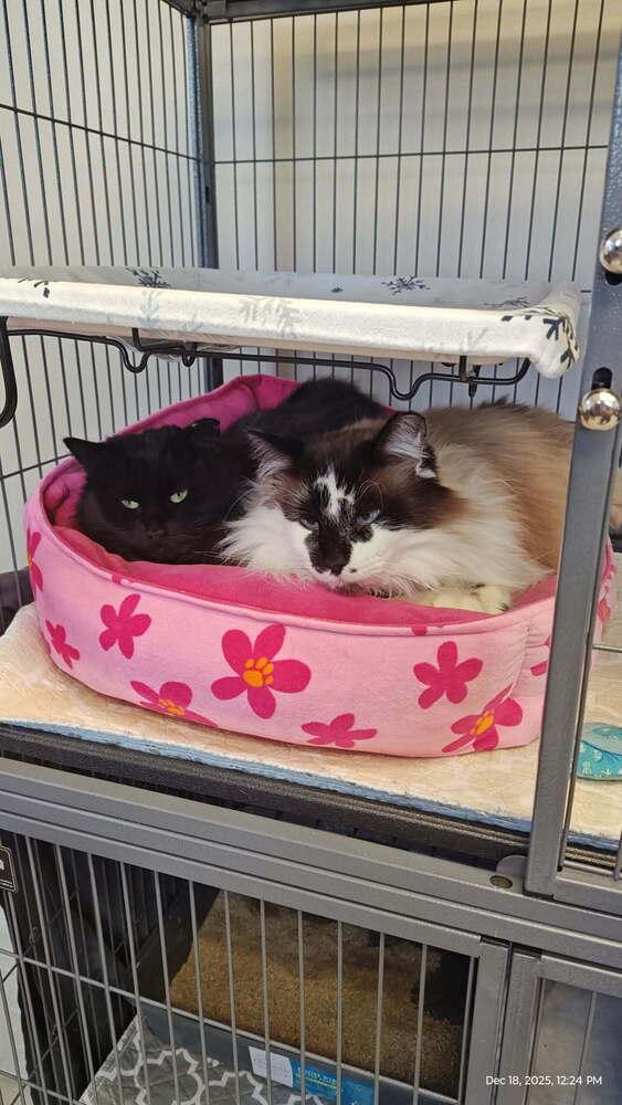 Enlarge Richard, a Adoptable Domestic Long Hair in Clinton Township, MI image 2/6