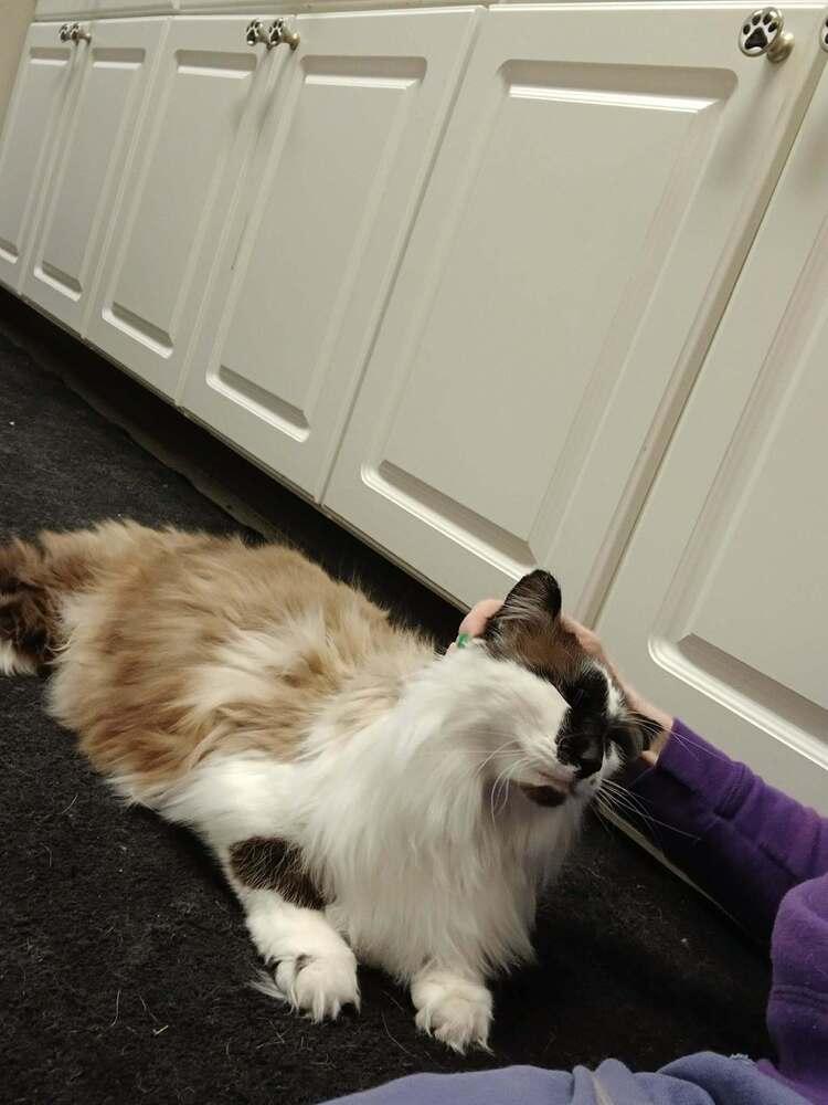 Richard, Adoptable, Adult Male Domestic Long Hair.