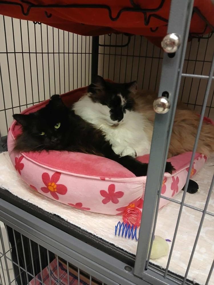 Enlarge Richard, a Adoptable Domestic Long Hair in Clinton Township, MI image 4/6