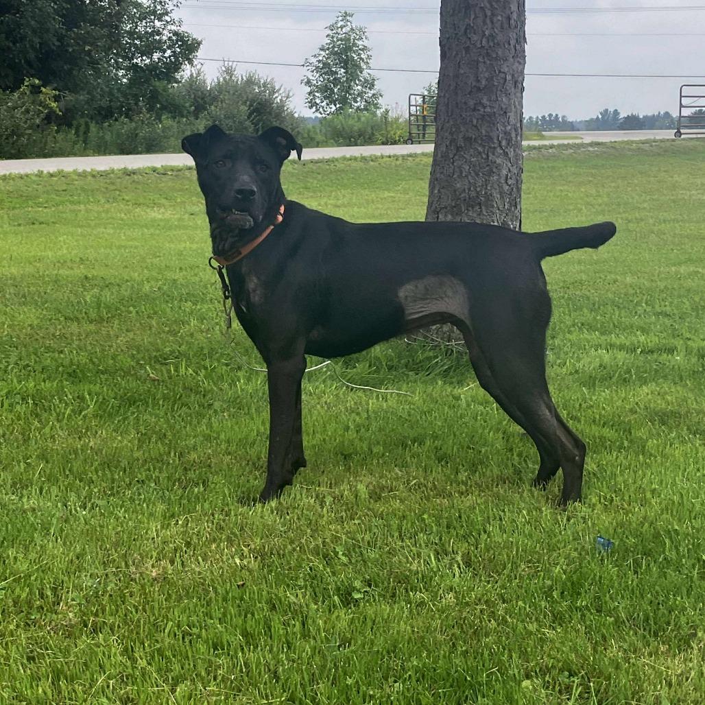 Enlarge Robin, a Adoptable Black Labrador Retriever in Tawas City, MI image 1/1