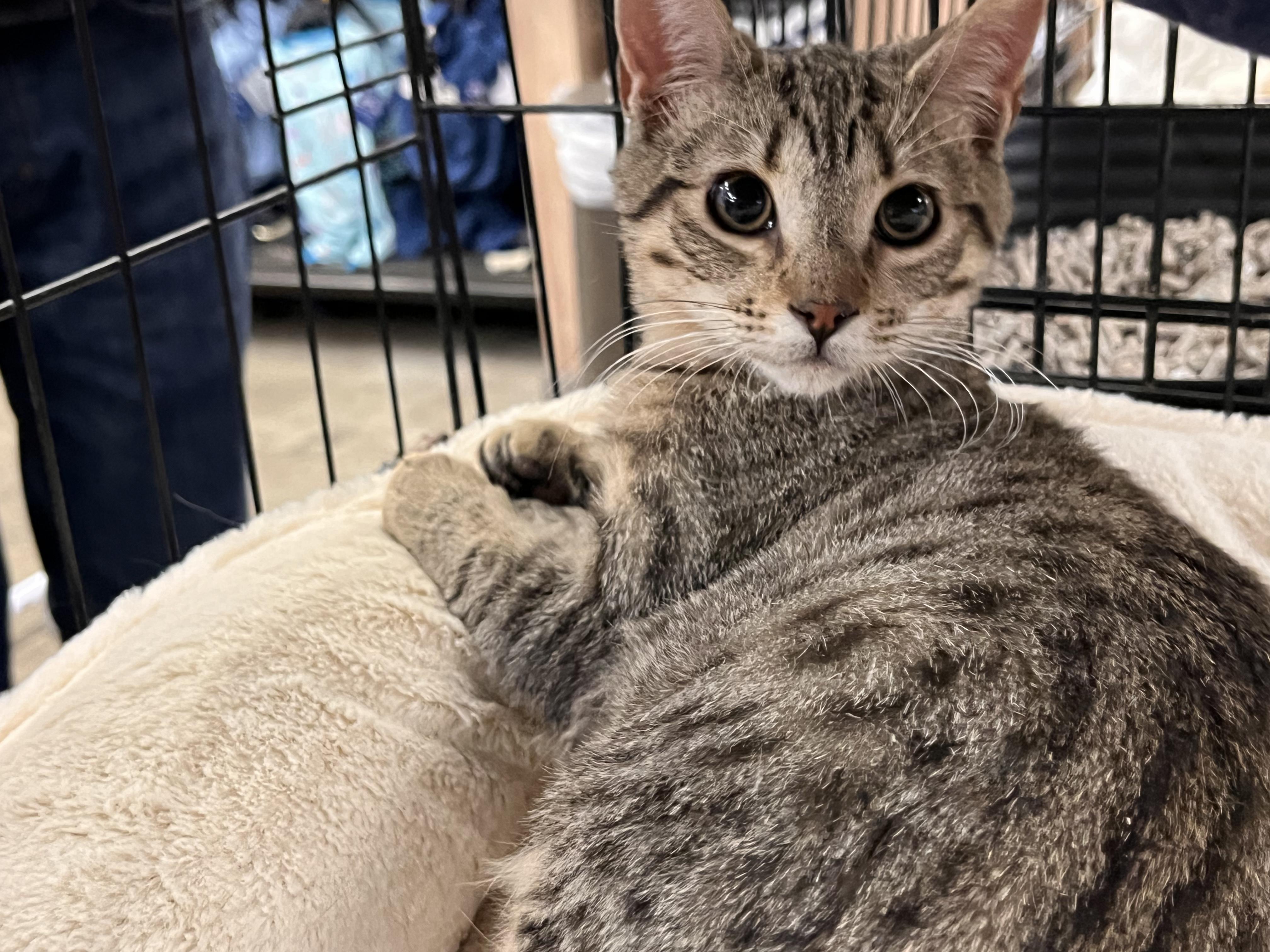 Petunia, Baby Female American Shorthair