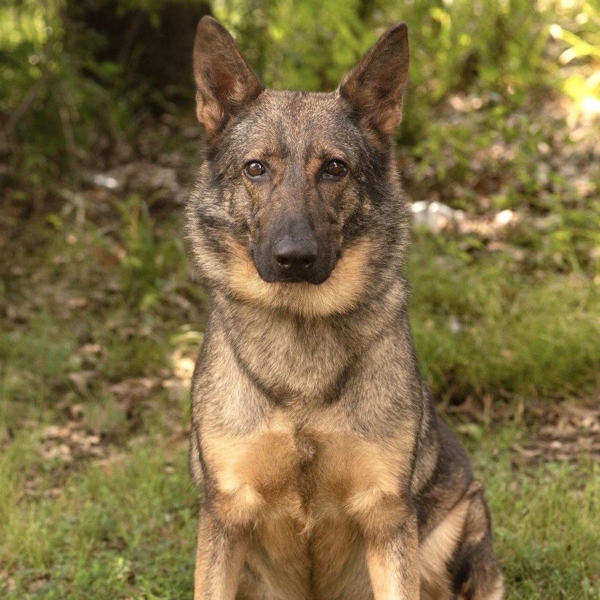 Enlarge HEIDI, a Adoptable German Shepherd Dog in Tarrytown, NY image 2/3